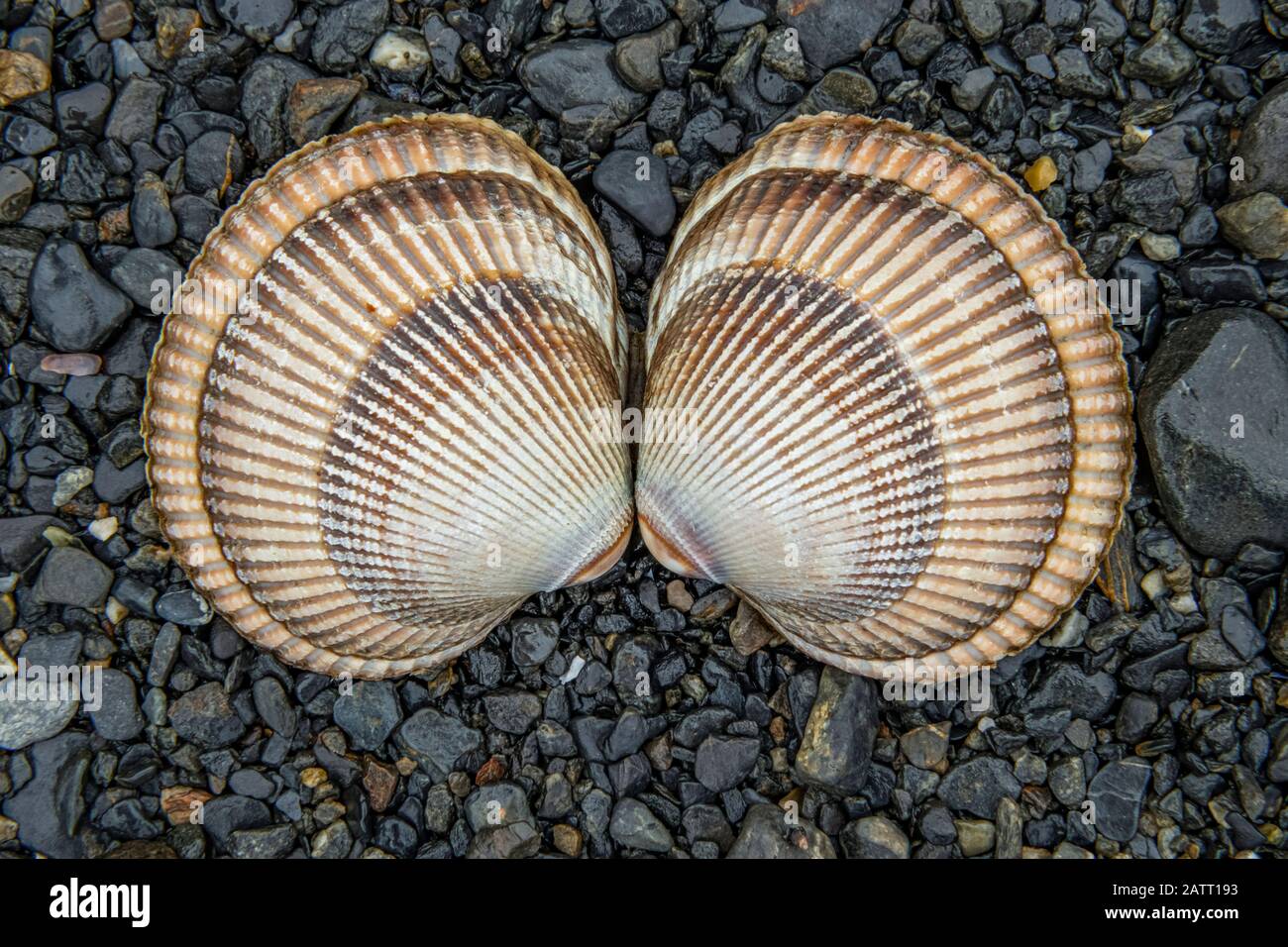 Symmetrical seashells, two identical shells laying on gravel; Alaska, United States of America Stock Photo