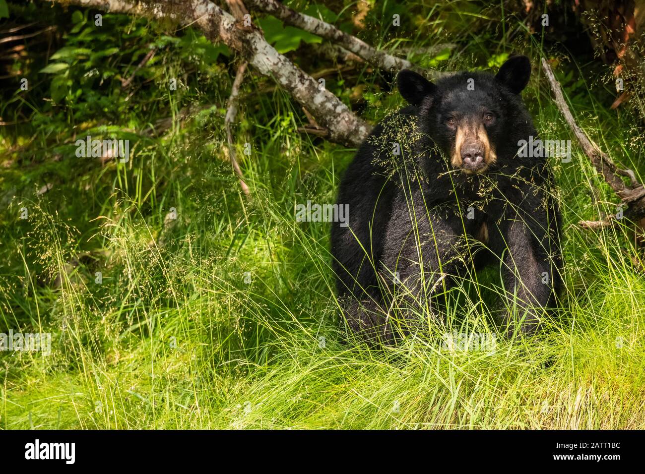 Black Bear (Ursus americanus), Prince William Sound; Alaska, United States of America Stock Photo