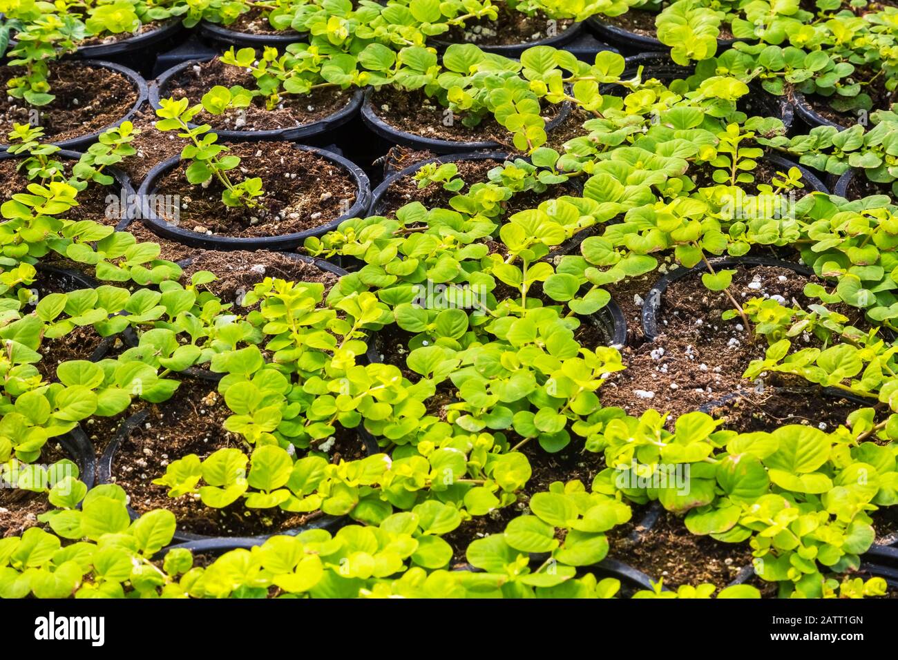 Golden Creeping High Resolution Stock Photography and Images Alamy