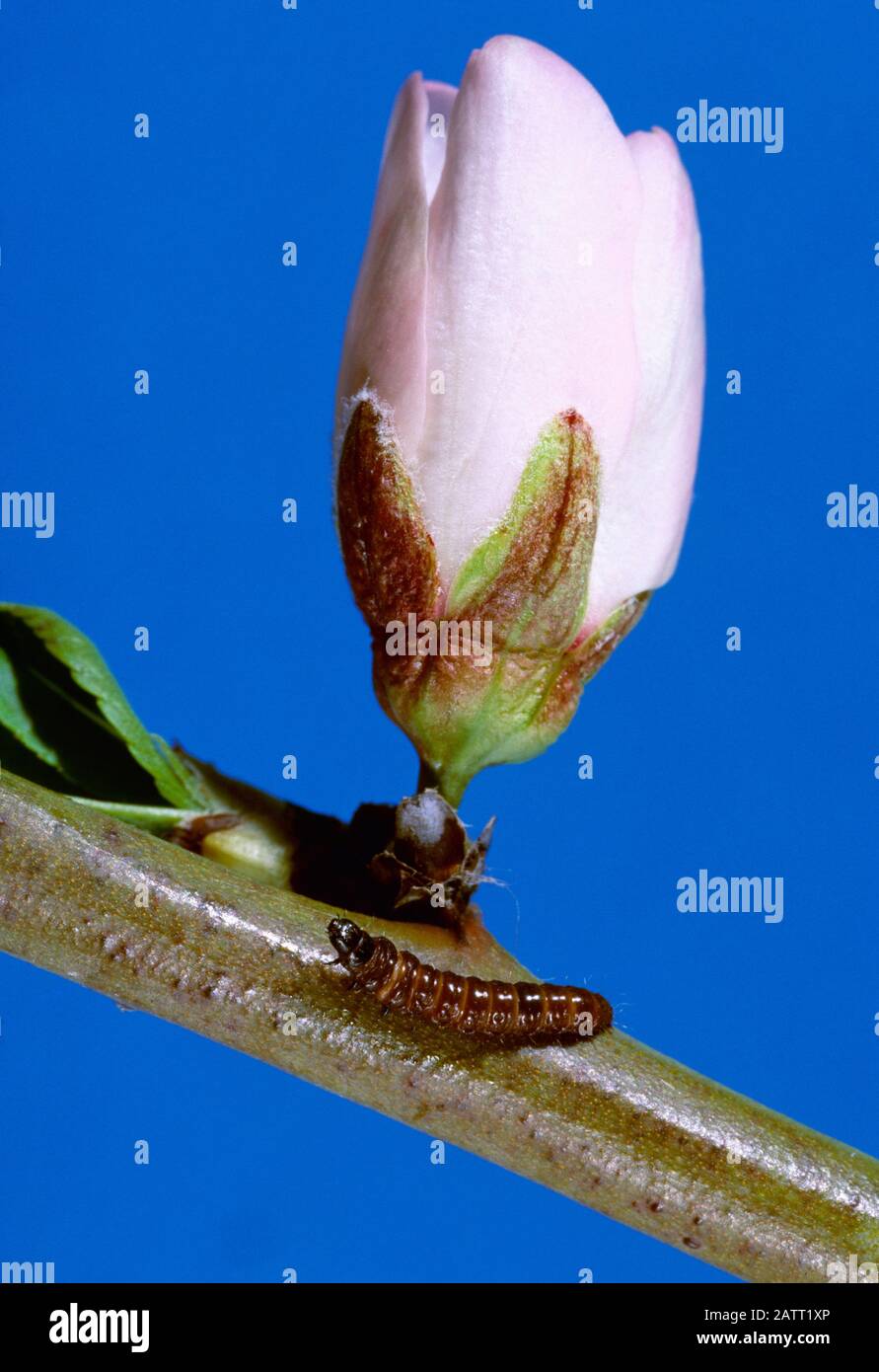 Agriculture - Insects, Peach Twig Borer (Anarsia lineatella), mature larva, searches for a place to pupate on an almond branch. Stock Photo