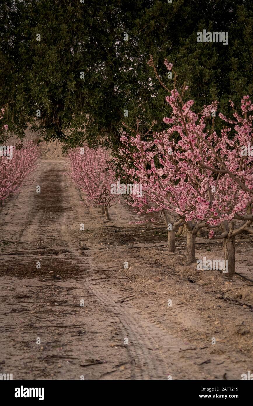 Carob tree in the middle of blooming peaches. Murcia. Spain Stock Photo