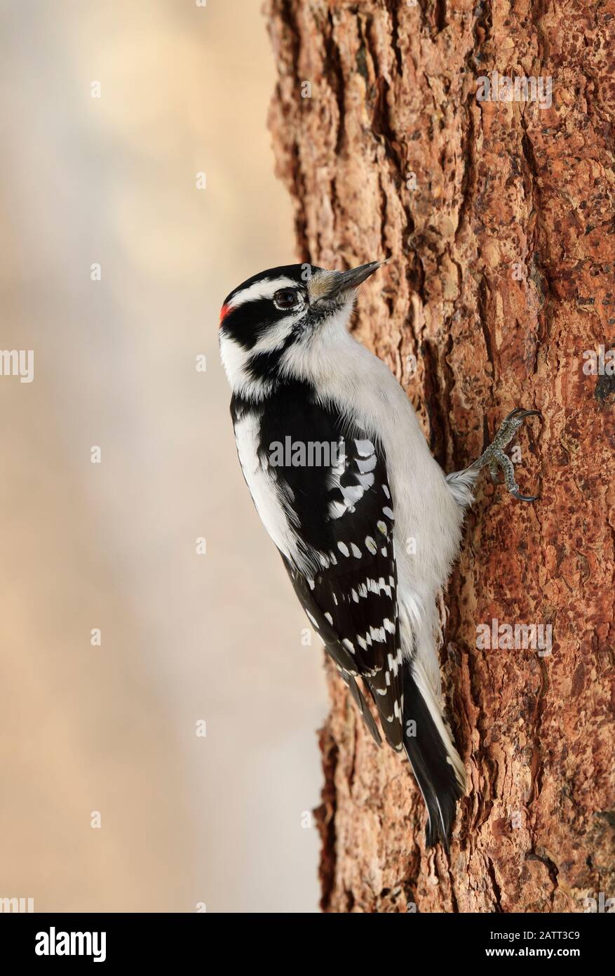 A wild Downey woodpecker perched on a spruce tree trunk foraging for insects under the bark in rural Alberta Canada. Stock Photo