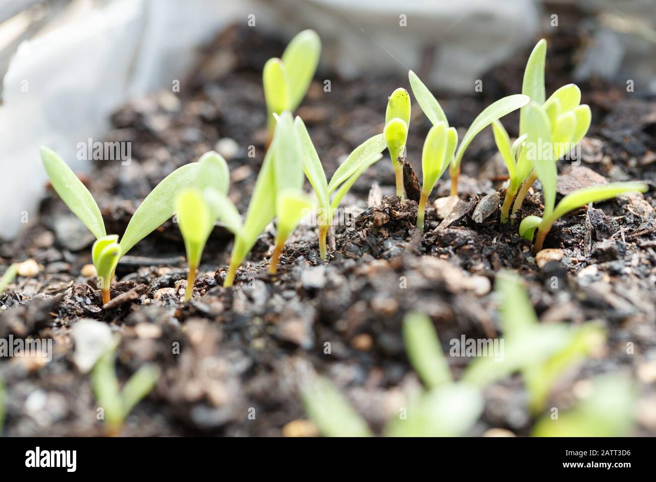 Calendula Sprout High Resolution Stock Photography And Images Alamy