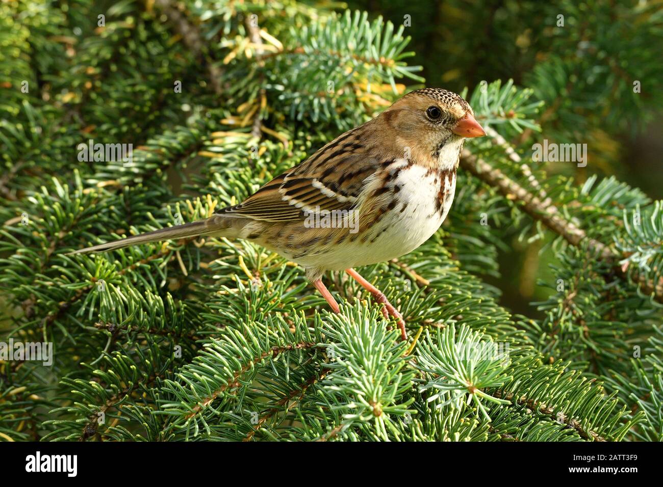 An immature Harris's Sparrow bird 'Zonotrichia querela', perched in the green branches of a spruce tree in rural Alberta Canada. Stock Photo