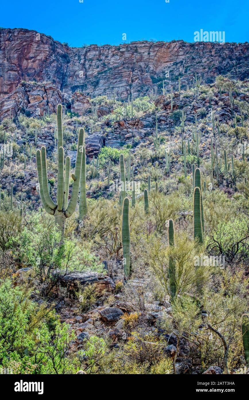 Soaring mountains, deep canyons and the unique plants and animals of the  Sonaran Desert can be found at the Sabino Canyon Recreation Area Stock  Photo - Alamy