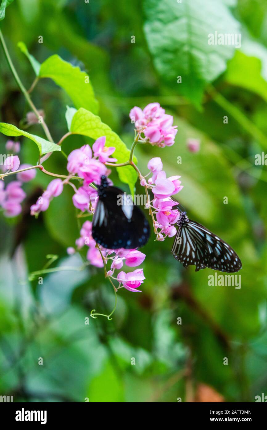 Blue and black Tirumala septentrionis, the dark blue tiger danaid ...