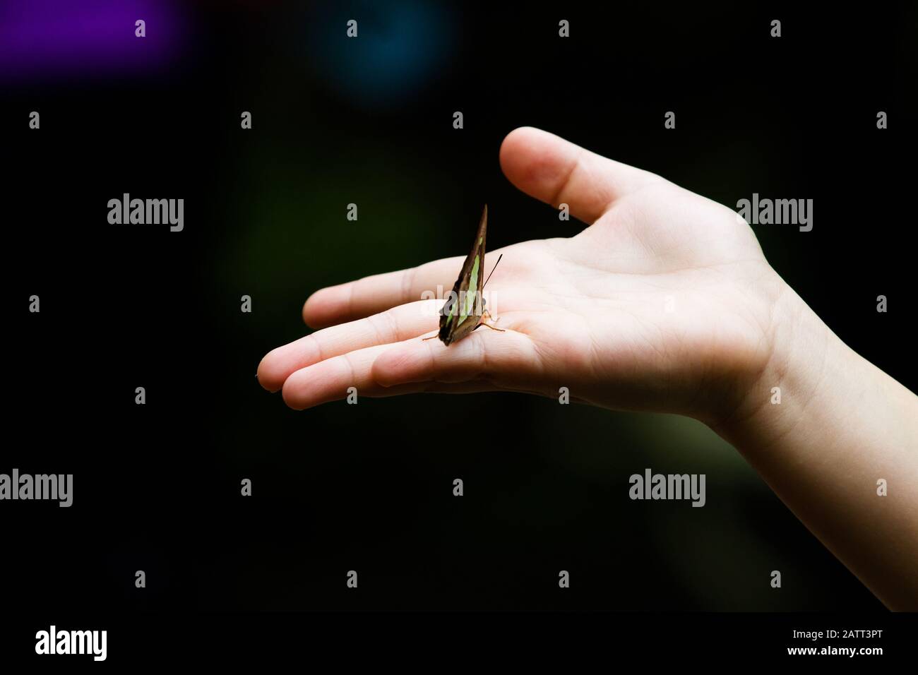 Green and black butterfly on child's hand over dark background Stock Photo