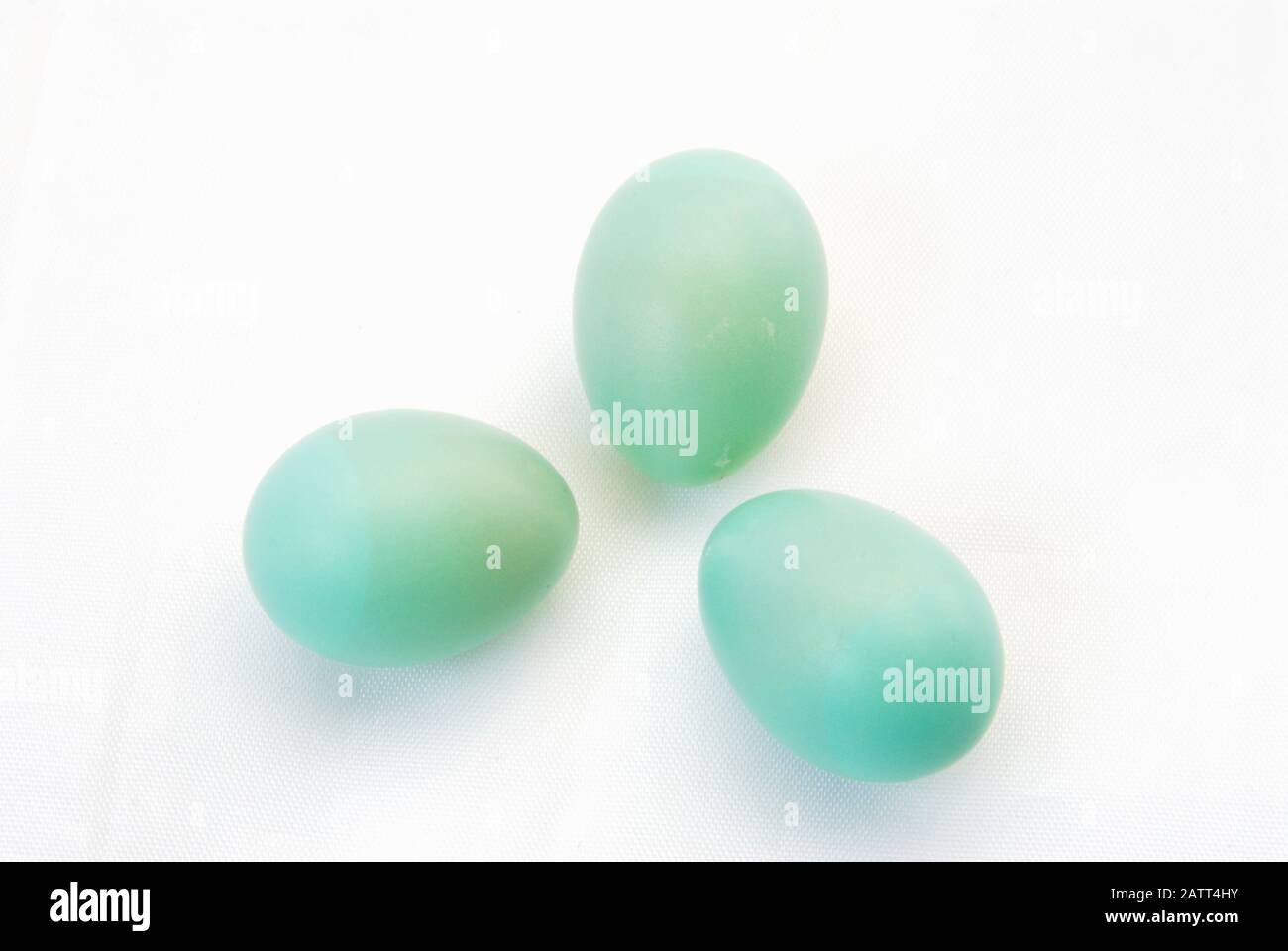New blue bird eggs hi-res stock photography and images - Alamy