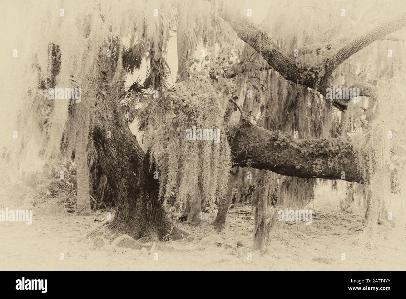 Southern Live Oak tree and spanish moss in Myakka River State Park Florida, USA Stock Photo