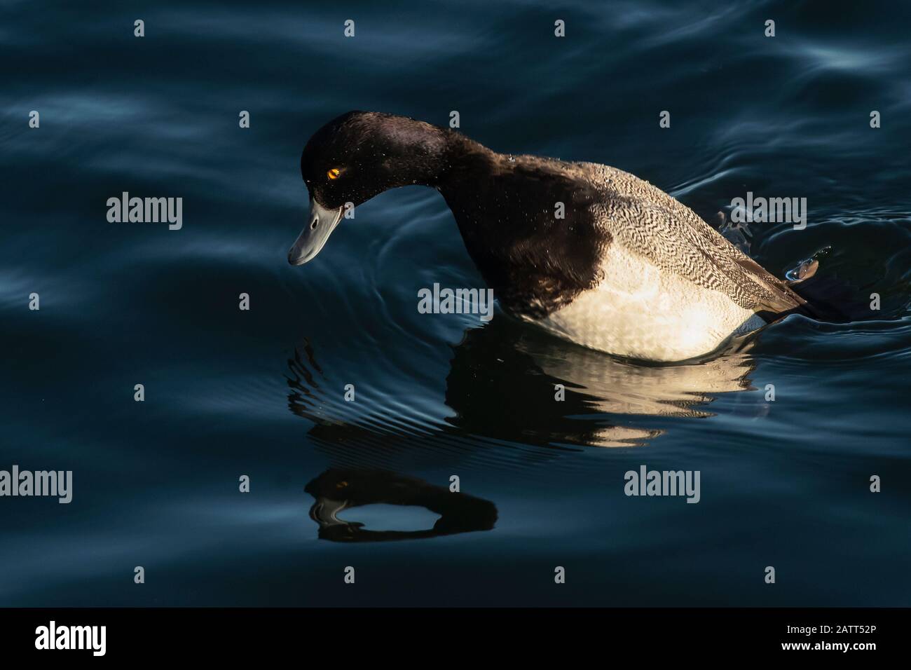 Lesser scaup ducks diving in late afternoon light Stock Photo