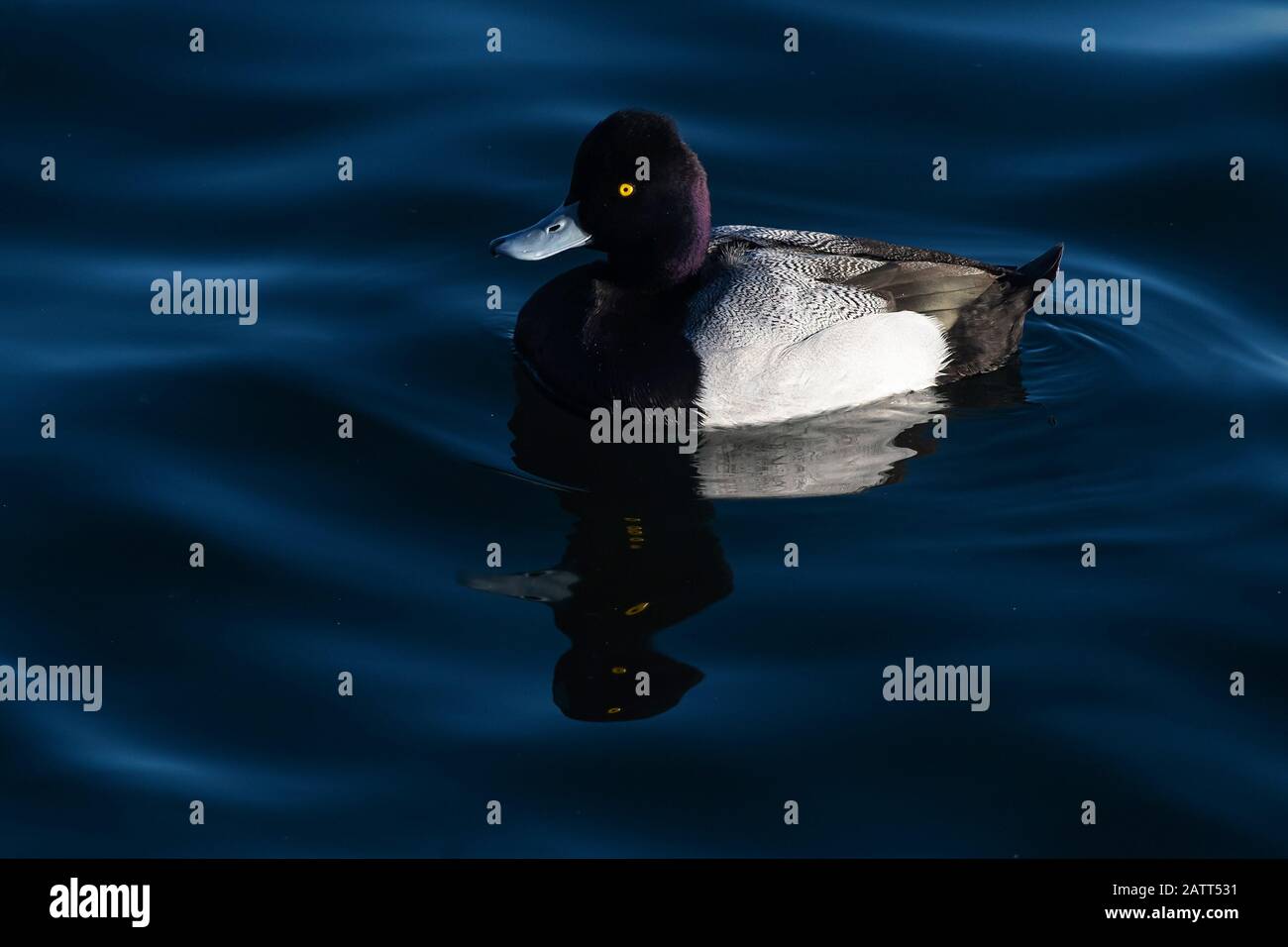 Lesser scaup ducks swim in late afternoon light Stock Photo