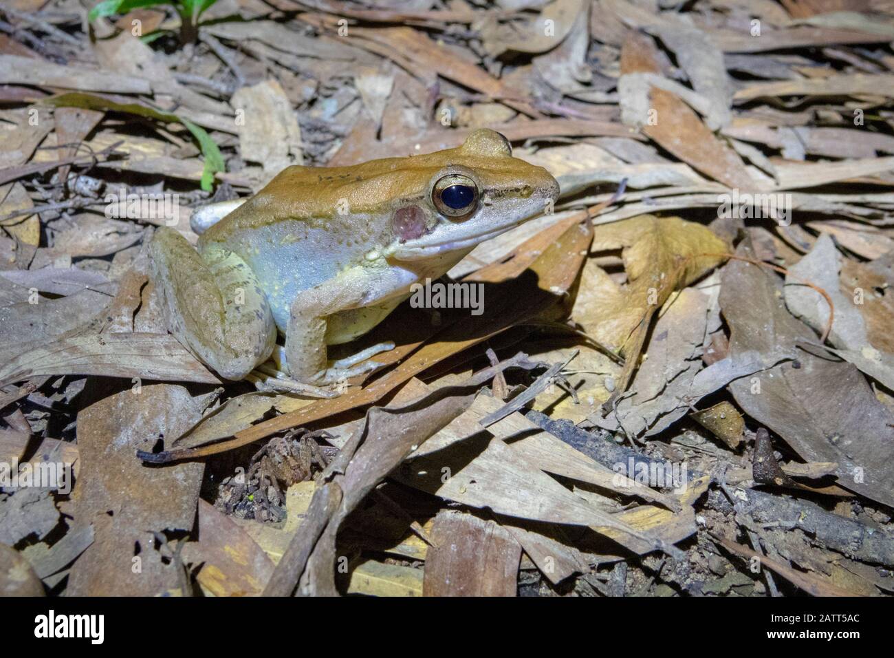 wood frog, Papurana daemeli, aka water frog, Australian wood frog