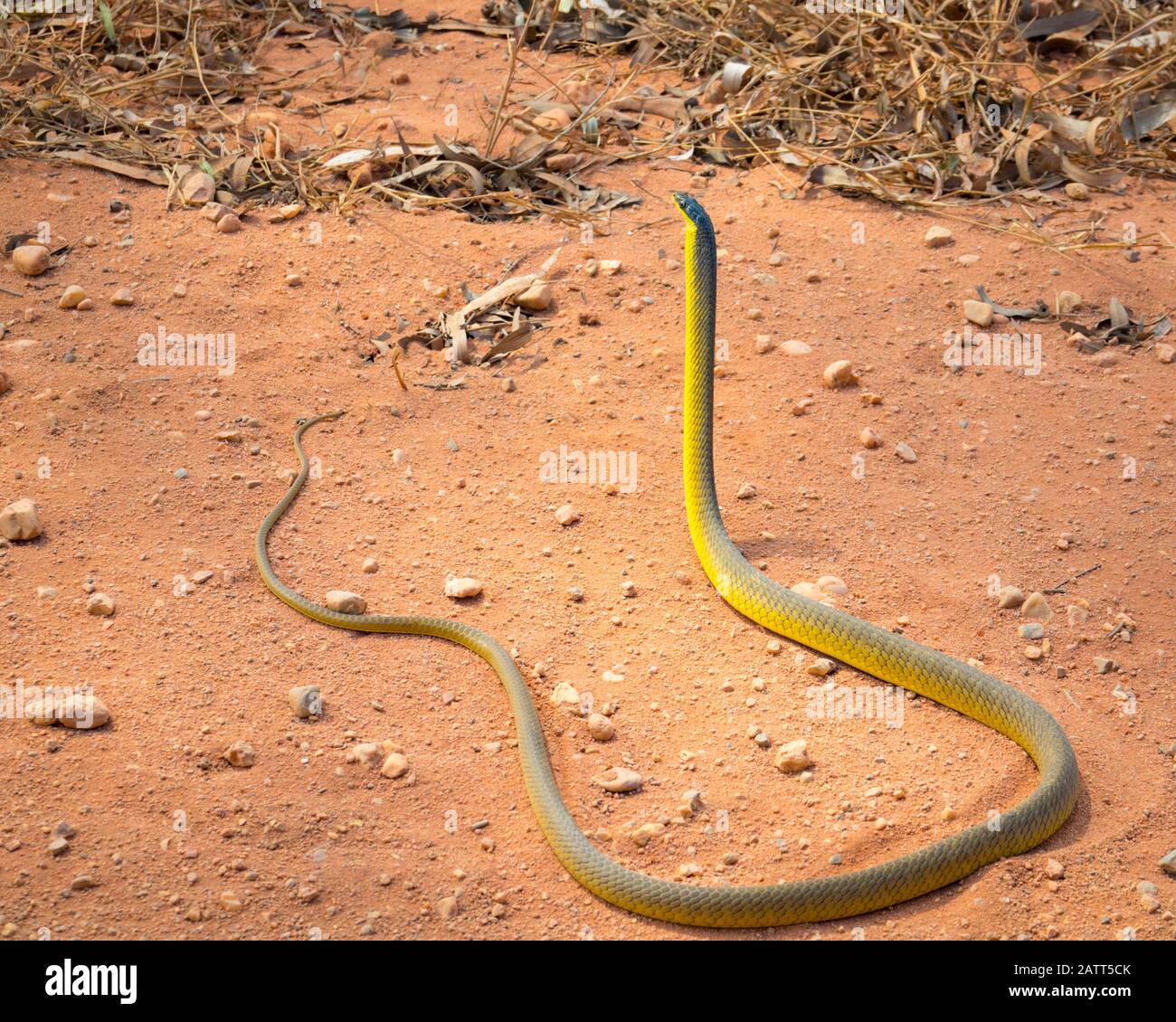 common tree snake, Dendrelaphis punctulatus, aka green tree snake, Australian tree snake, Cape