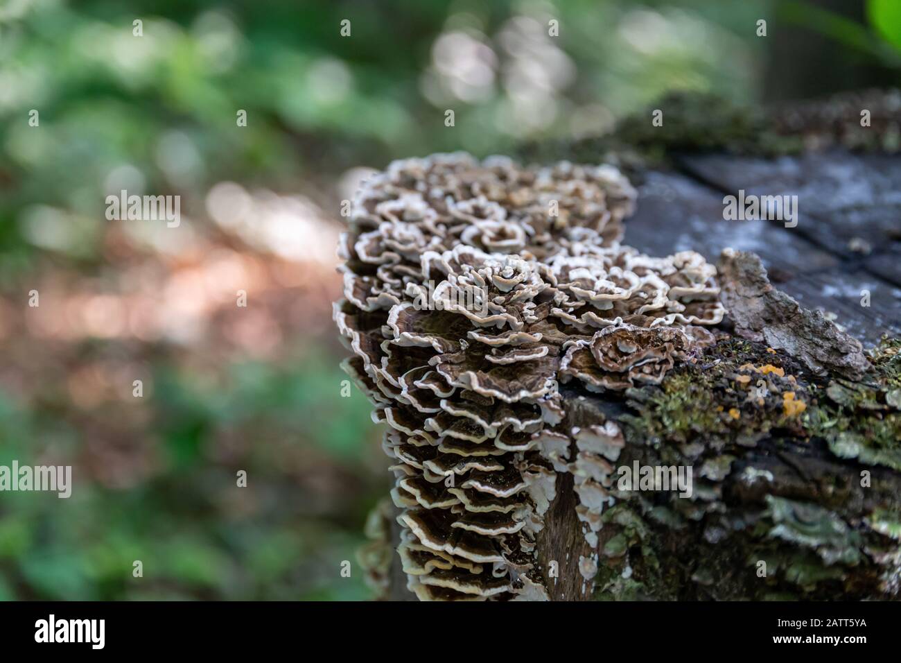 Saprophytic fungi, Coriolus versicolor, on a dead tree trunk Stock Photo