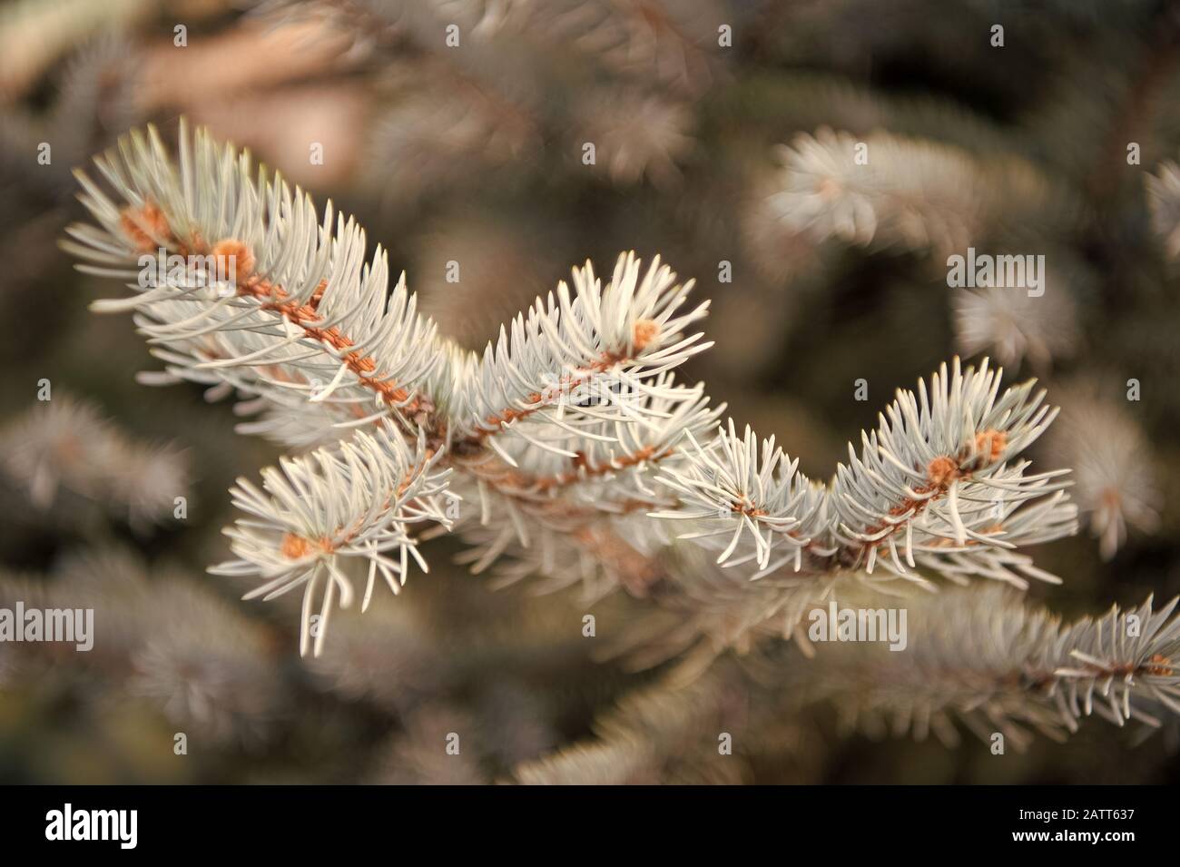 Winter is coming. Branches of pine spruce close up. Coniferous evergreen spruce tree. Symbolizing immortality and eternal life. Spruce or conifer plant. Spruce fir or needles on natural background. Stock Photo