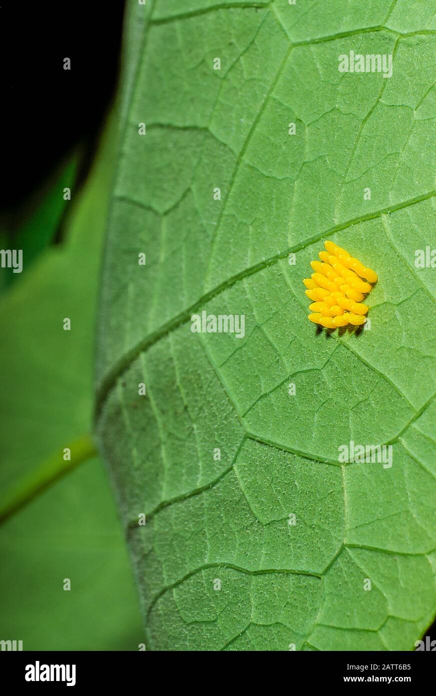 Cluster of eggs laid by a Large White Pieris brassicae butterfly on a Nasturtium leaf. Stock Photo