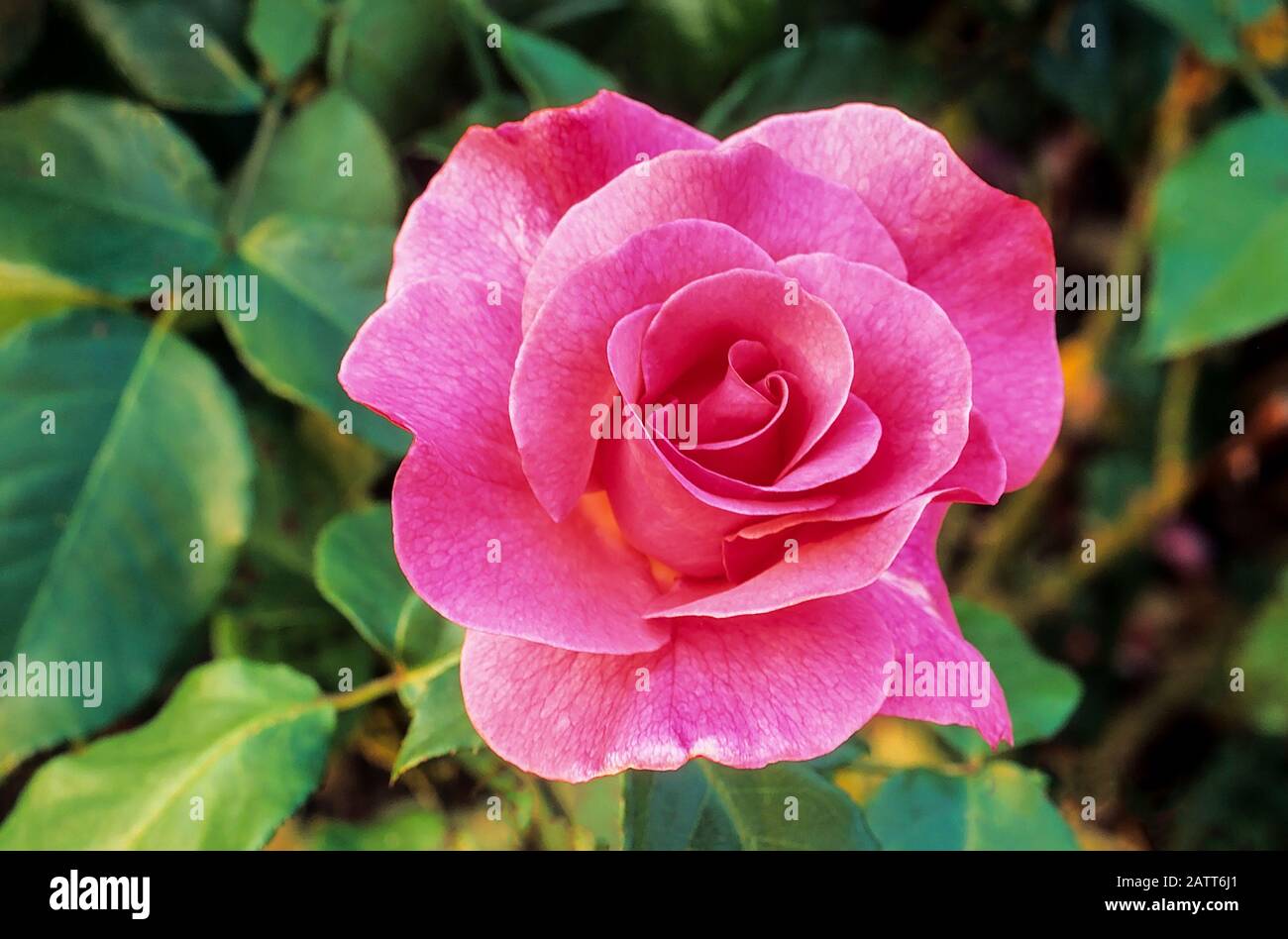 Close up of Rose Romance floribunda double pink flowers against background of leaves. A deciduous bushy upright Rose. Stock Photo