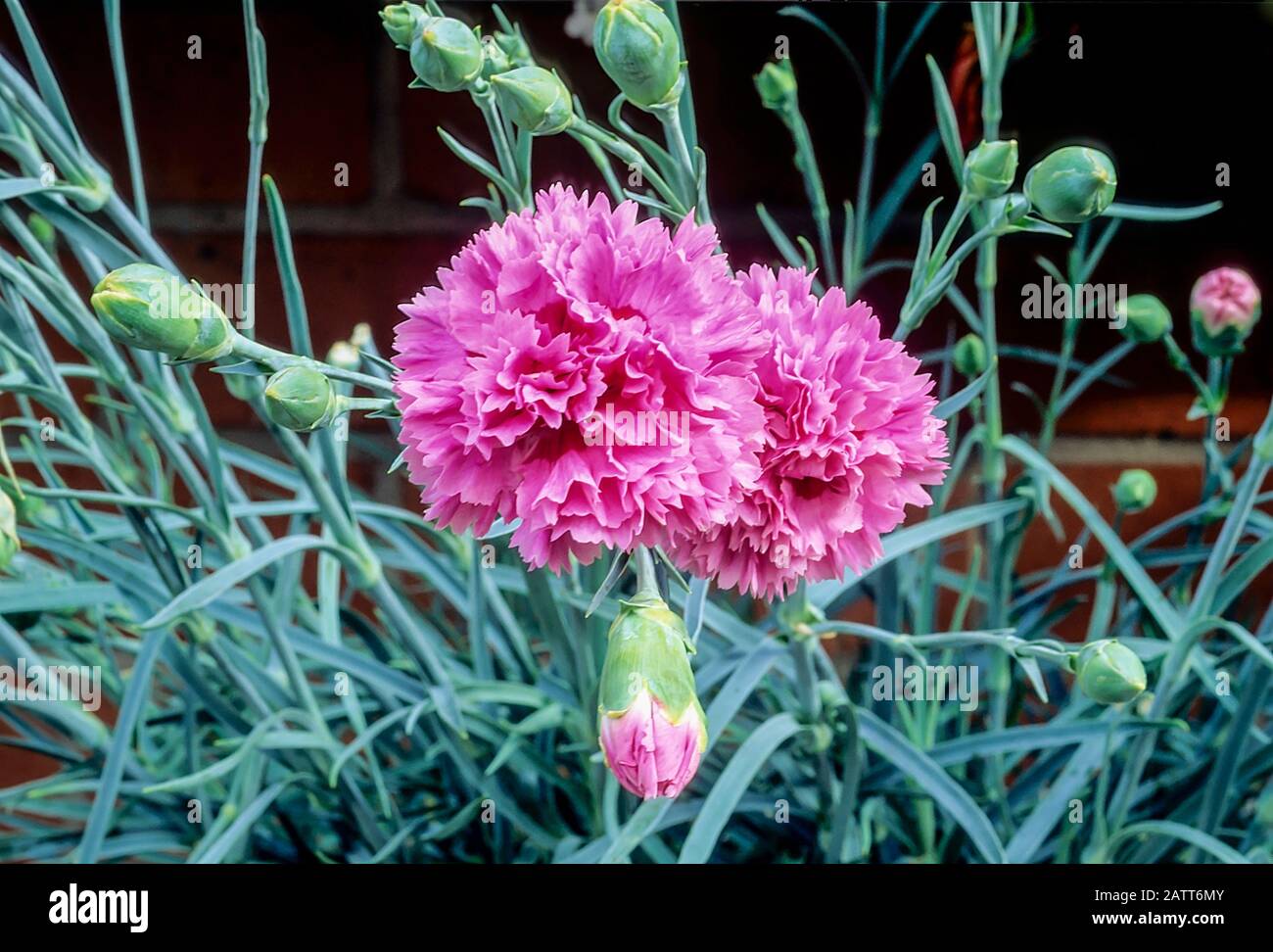 Close up of Dianthus Devon Pride flowers and buds set against background of leaves. An evergreen perennial that is fully hardy. Stock Photo