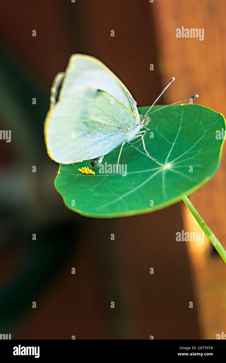 Cluster of eggs being laid by a Large White Pieris brassicae butterfly on a Nasturtium leaf. Stock Photo