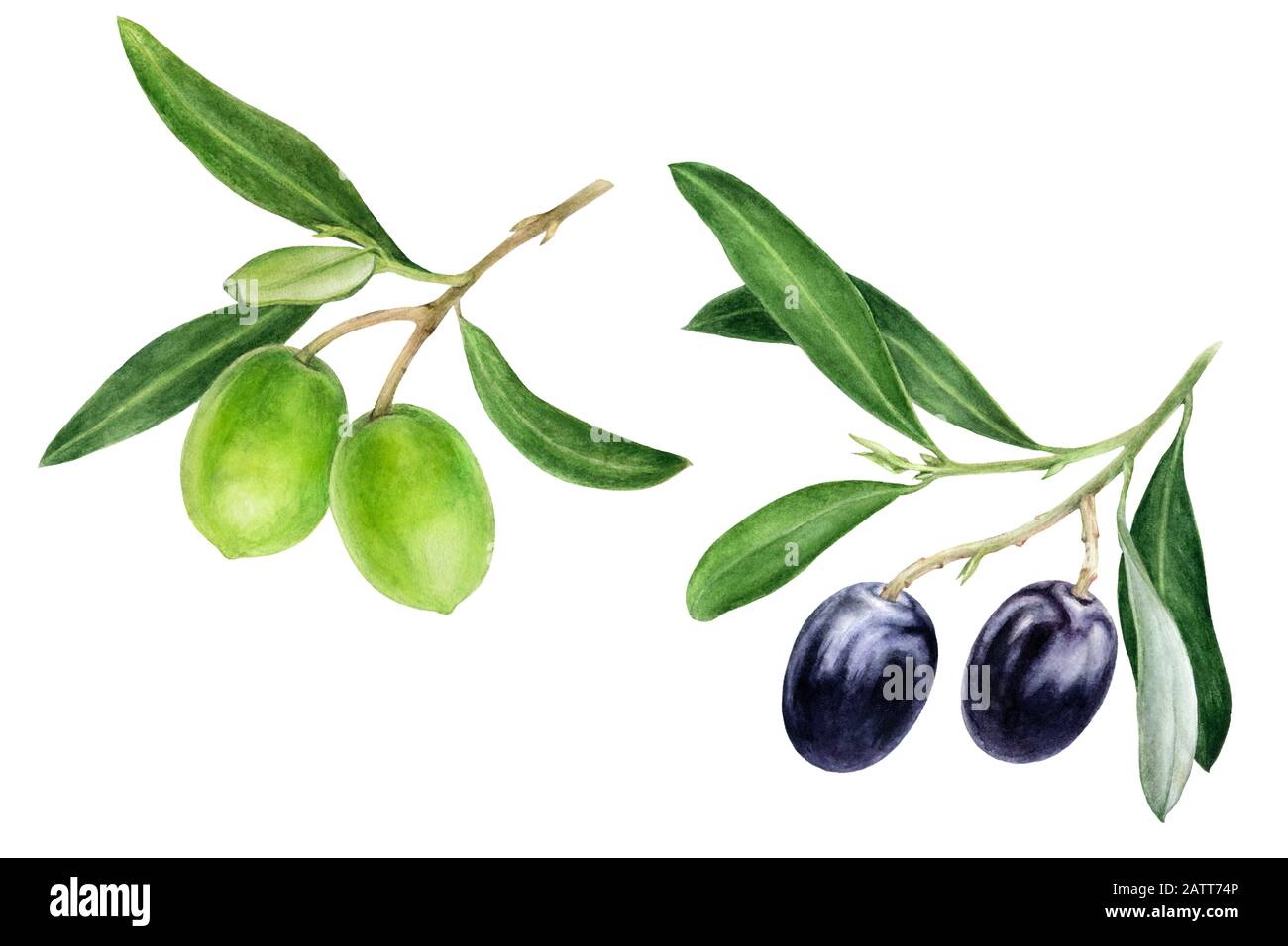 Black and green olives with leaves watercolor isolated on white ...