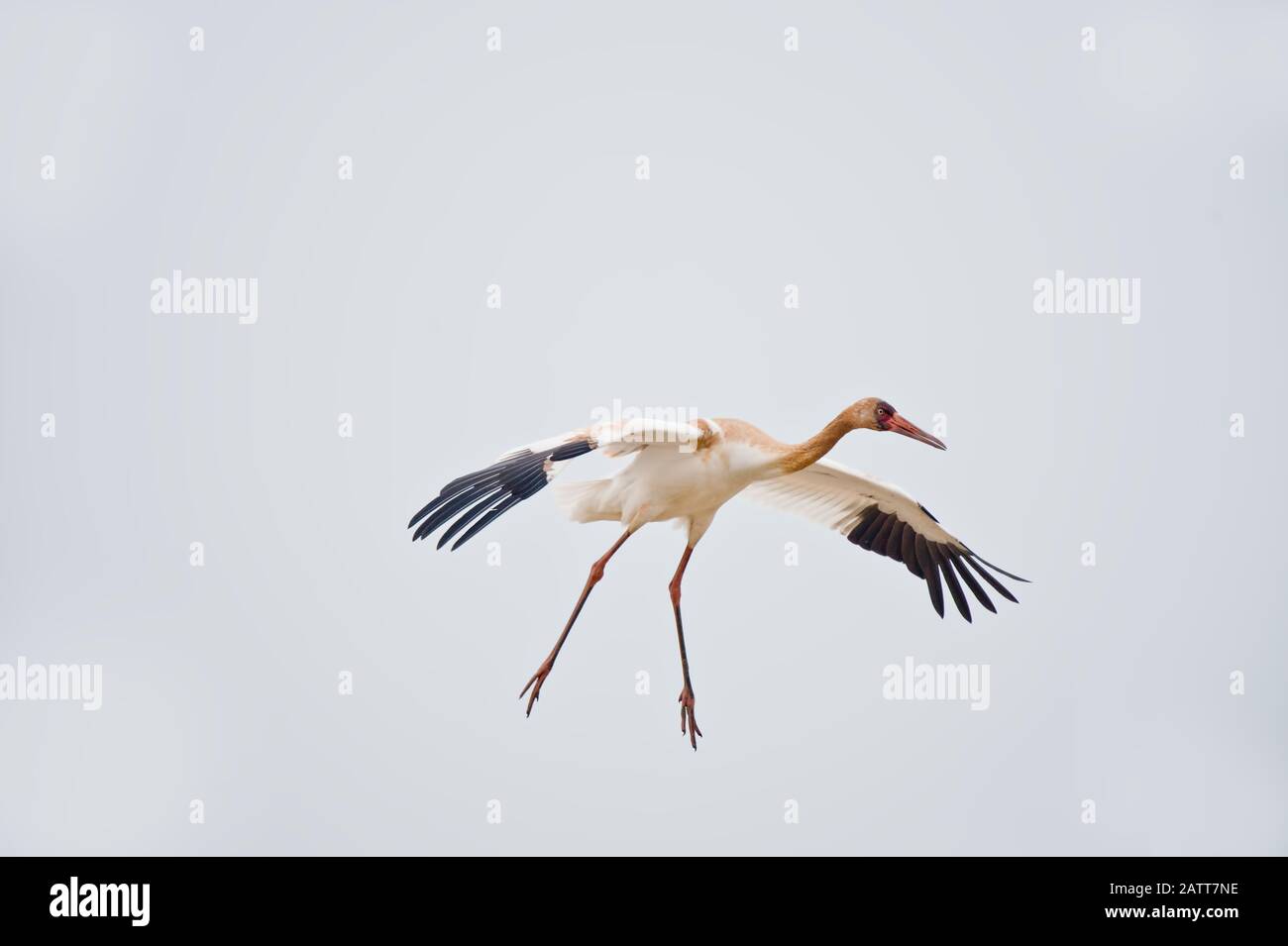 Immature Siberian crane (Leucogeranus leucogeranus) landing at WuxingFarm, Nanchang in the Poyang Lake Basin in east-central China Stock Photo