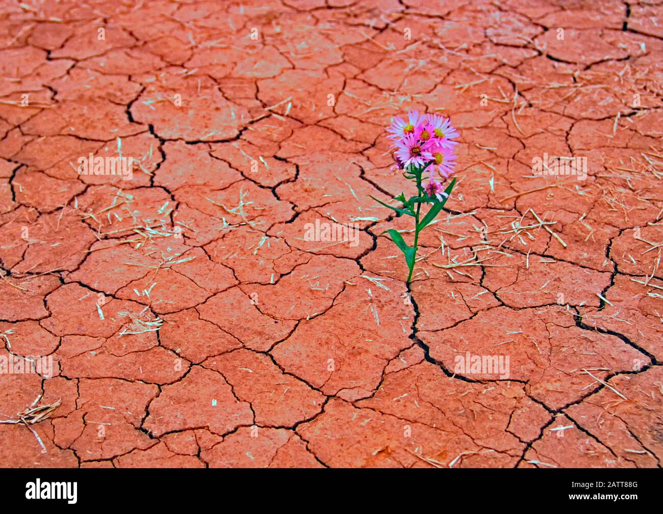 a flower emerging from dry cracked earth during a drought Stock Photo ...