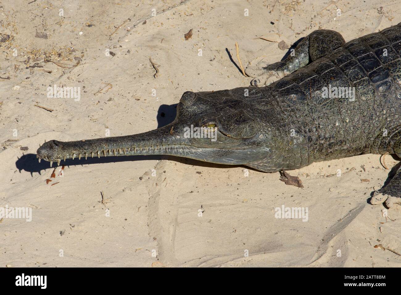 Indian Gharial, Gavialis gangeticus, a Critically Endangered crocodilian. Stock Photo