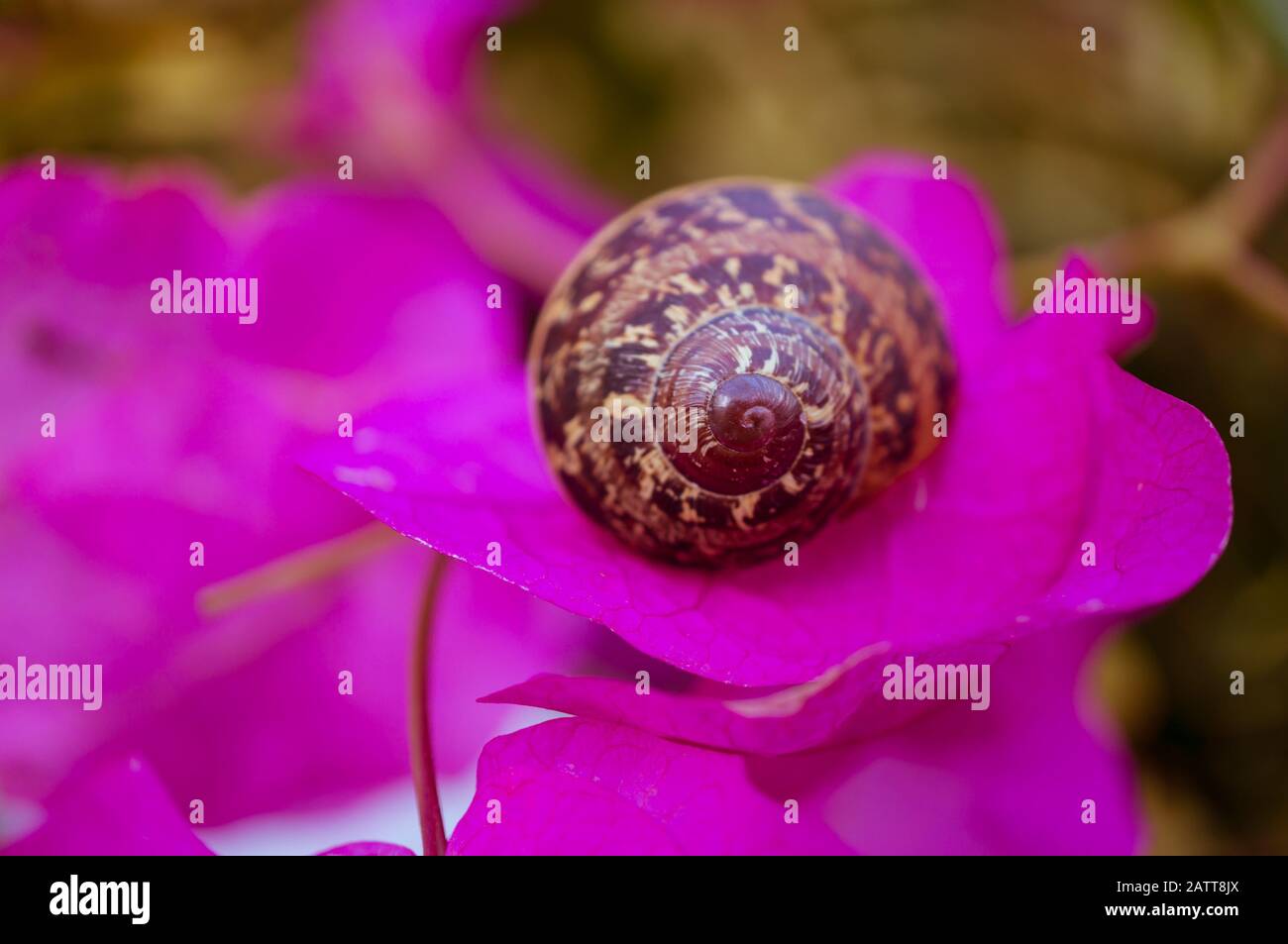 A graceful snail shell on a bougainvillea petal. Cosmetology beauty