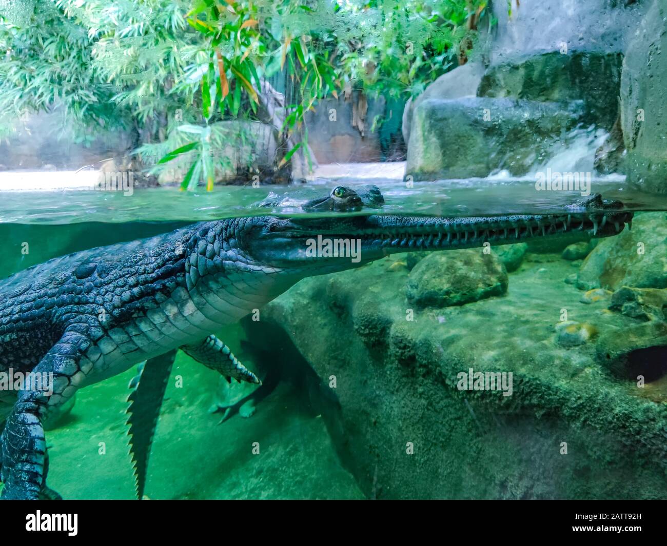 Underwater photo of green crocodile with green eyes. His head is above water and his body is under water. Stock Photo