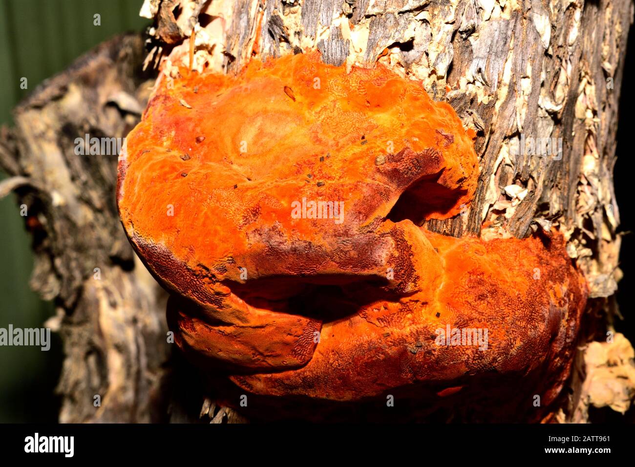 Orange fungi Pycnoporus coccineus Stock Photo