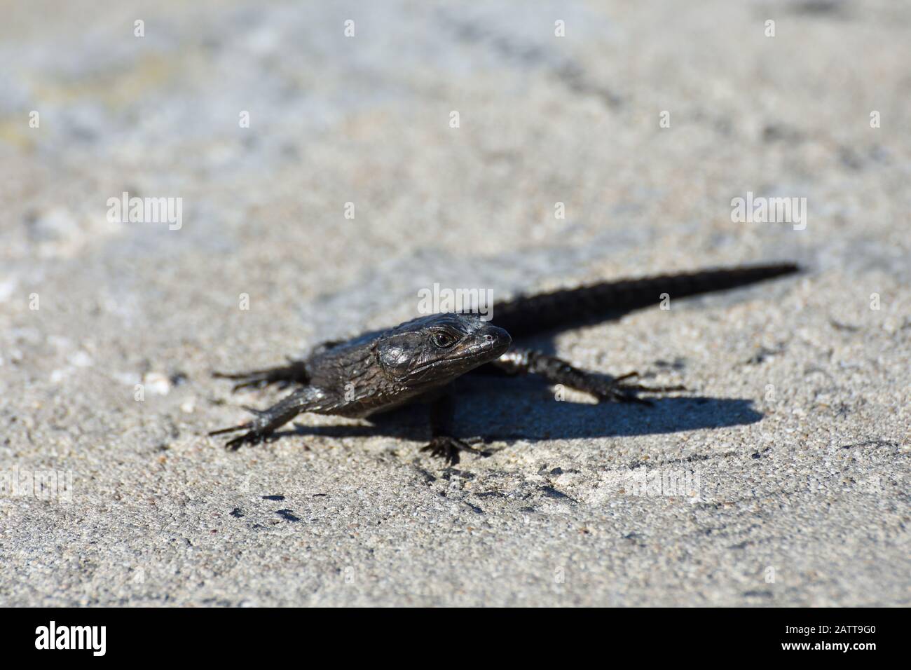 Black Girdled Lizard On Concrete (Cordylus niger Stock Photo - Alamy