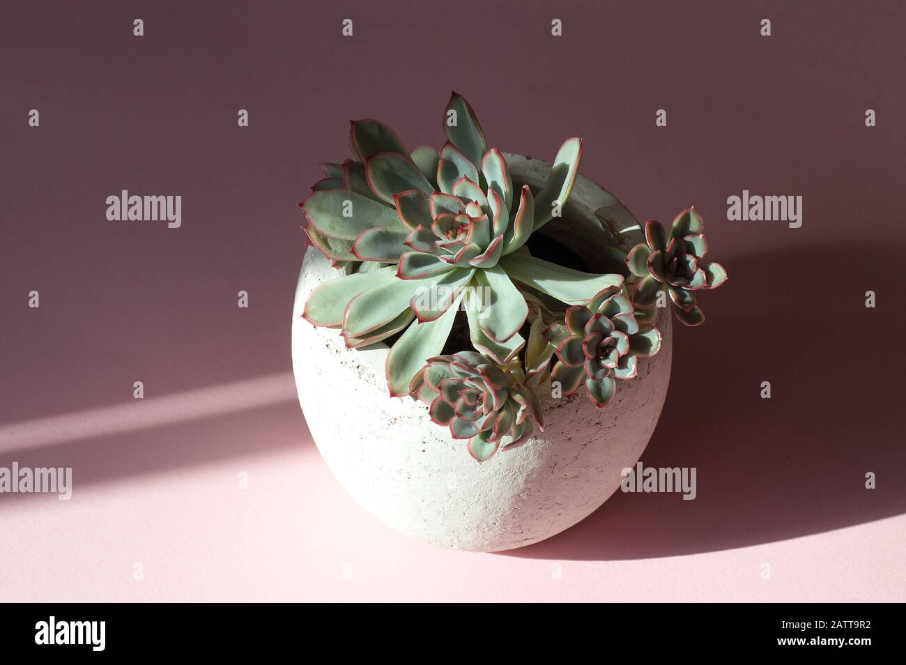Echeveria elegans in round ceramic flower pot on pink background surrounded by light and shadow Stock Photo