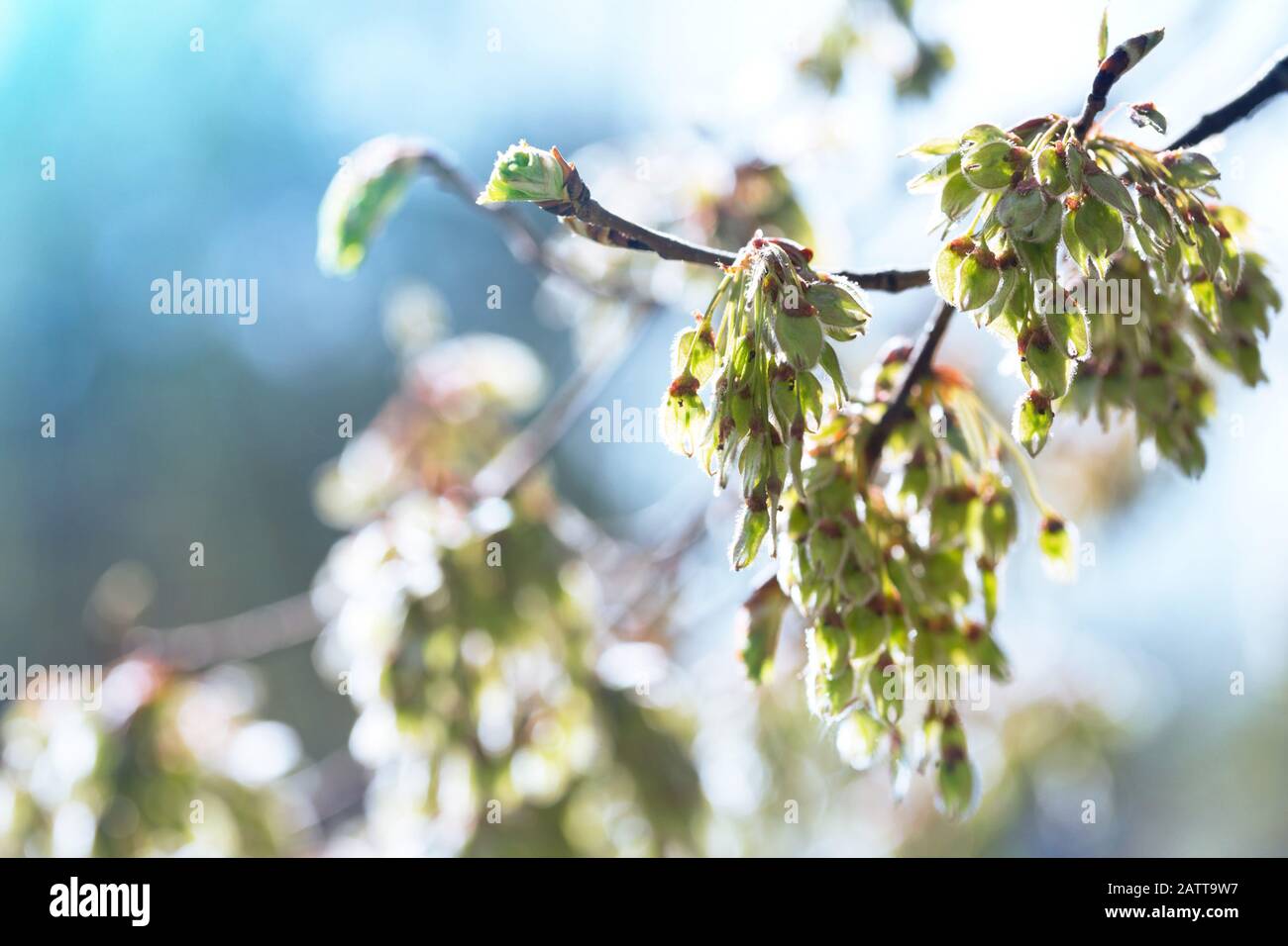 Tree branch with buds spring floral background stock photo alamy