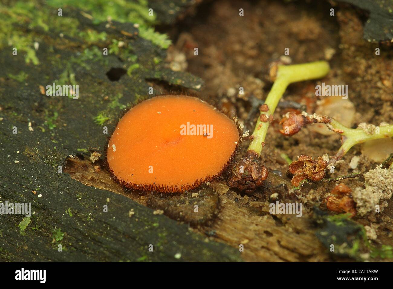 Eyelash fungus (Scutellinia sp.) Stock Photo