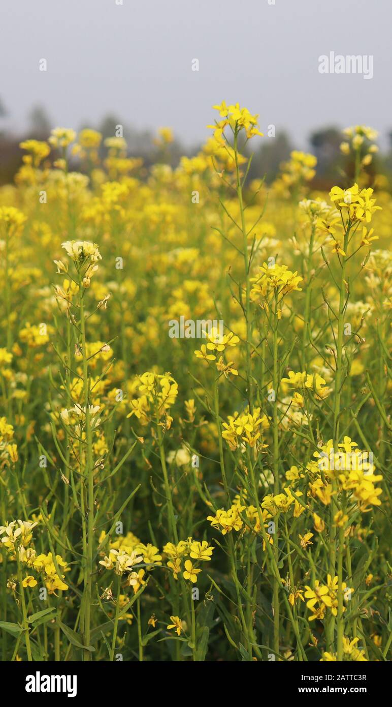 Mustard flower backgrounds. Yellow mustard flower in the fields Stock