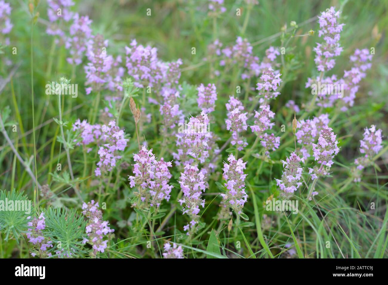 Flowers of thyme in natural environment. The thyme is commonly used in
