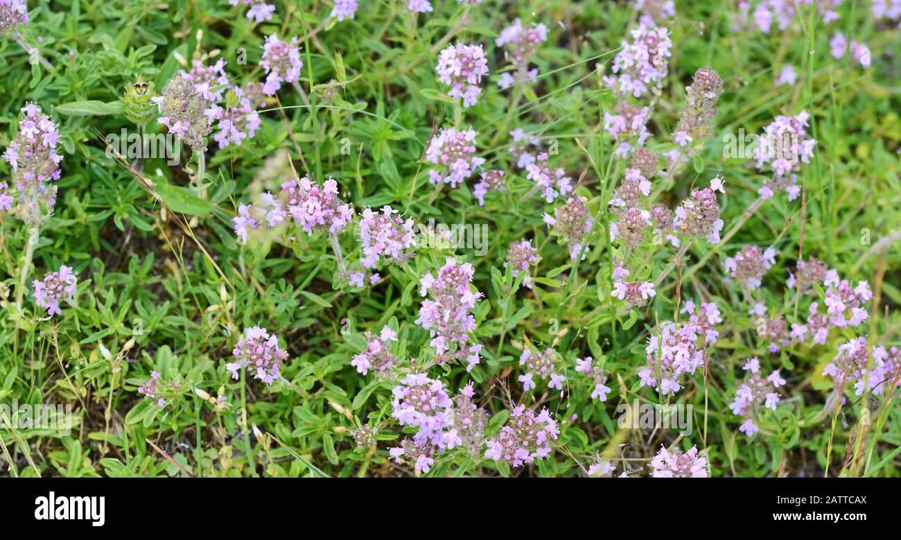 Flowers of thyme in natural environment. The thyme is commonly used in