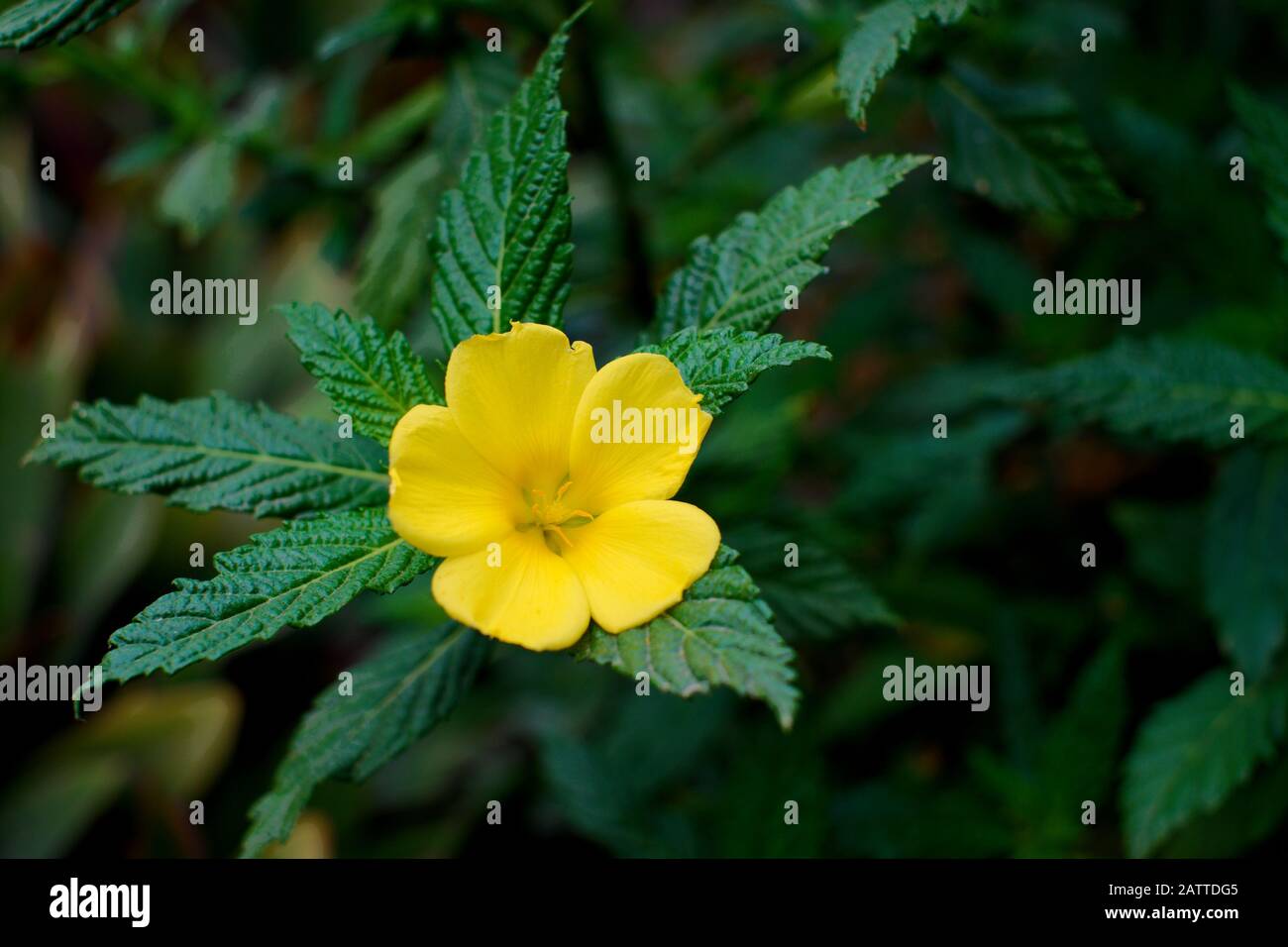 Delicate yellow flower with five petals, green leaves in blurred background. Stock Photo
