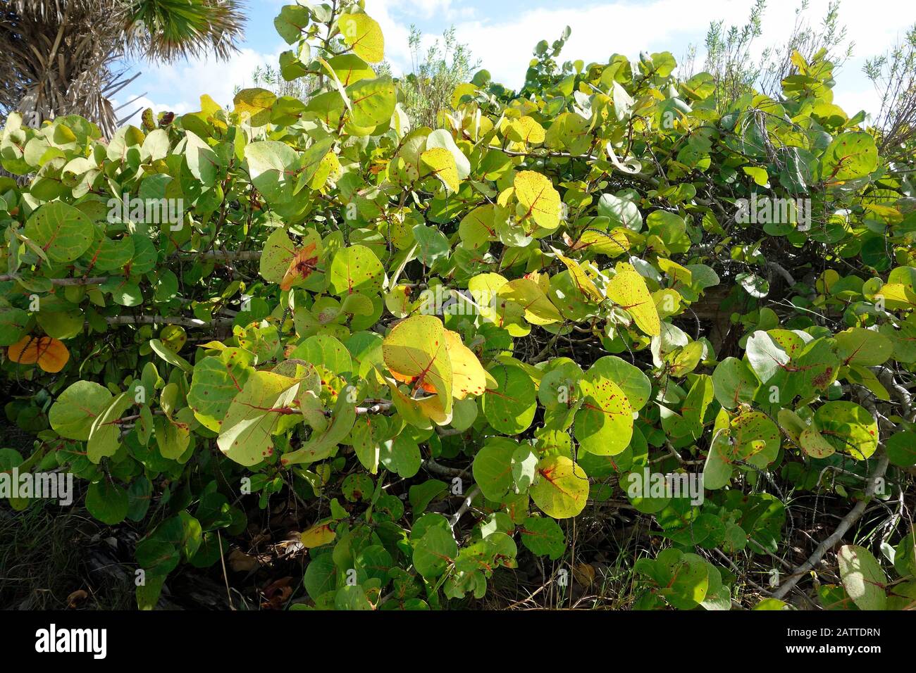 a seagrape plant - Coccoloba uvifera - in florida Stock Photo