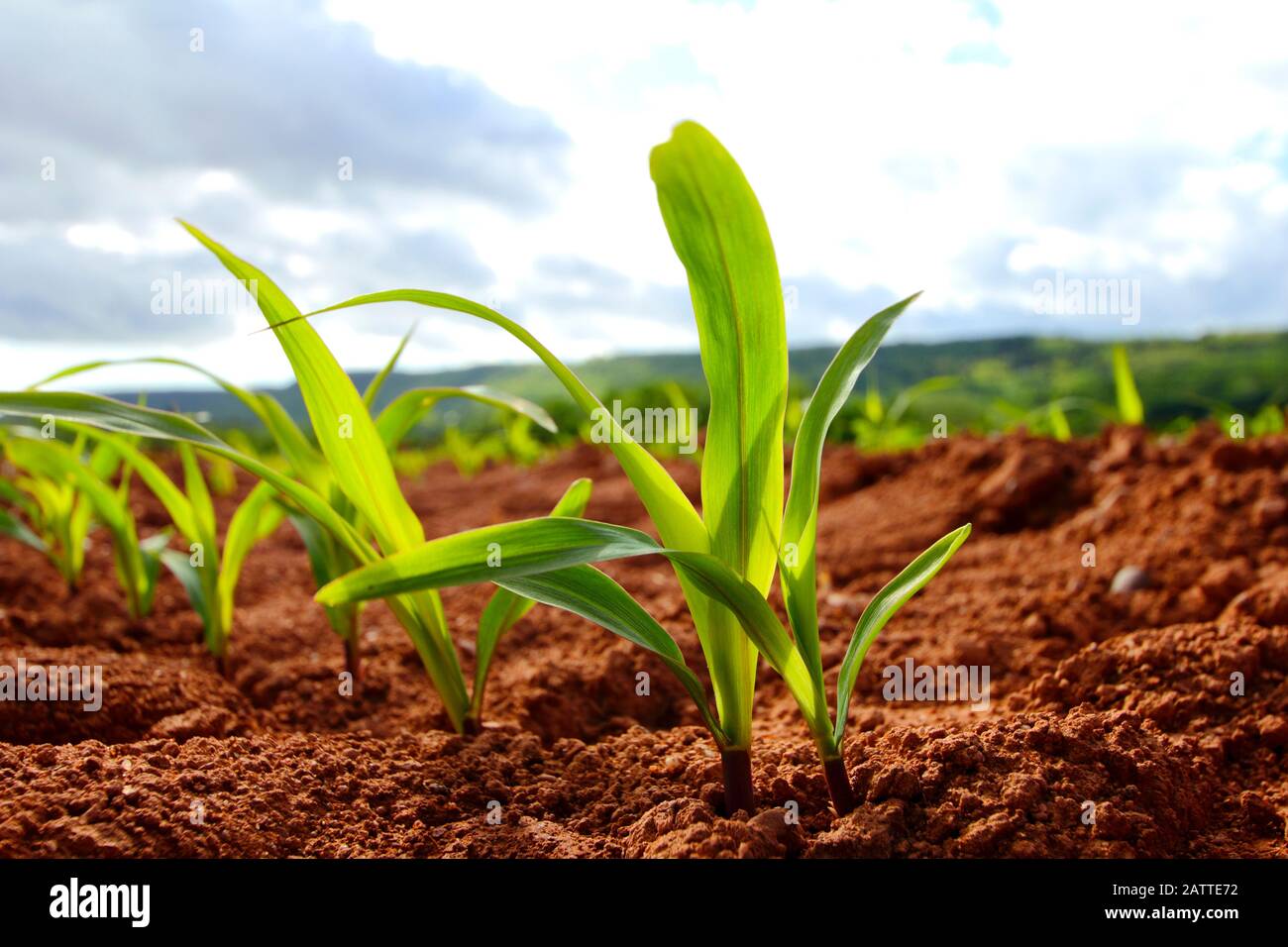 Young Corn Plants High Resolution Stock Photography and Images - Alamy