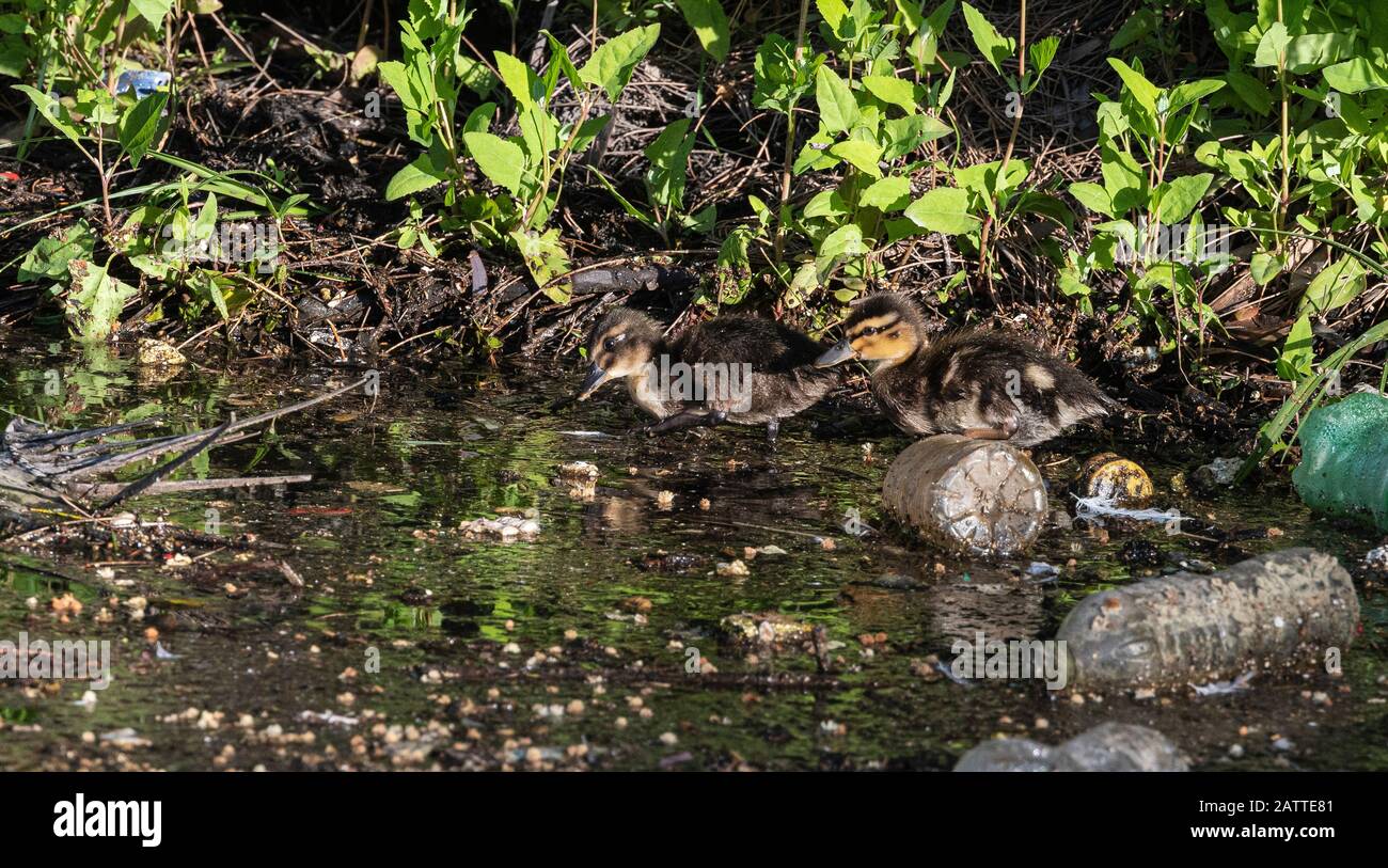 Mallard ducklings feeding in plastic polluted water Stock Photo