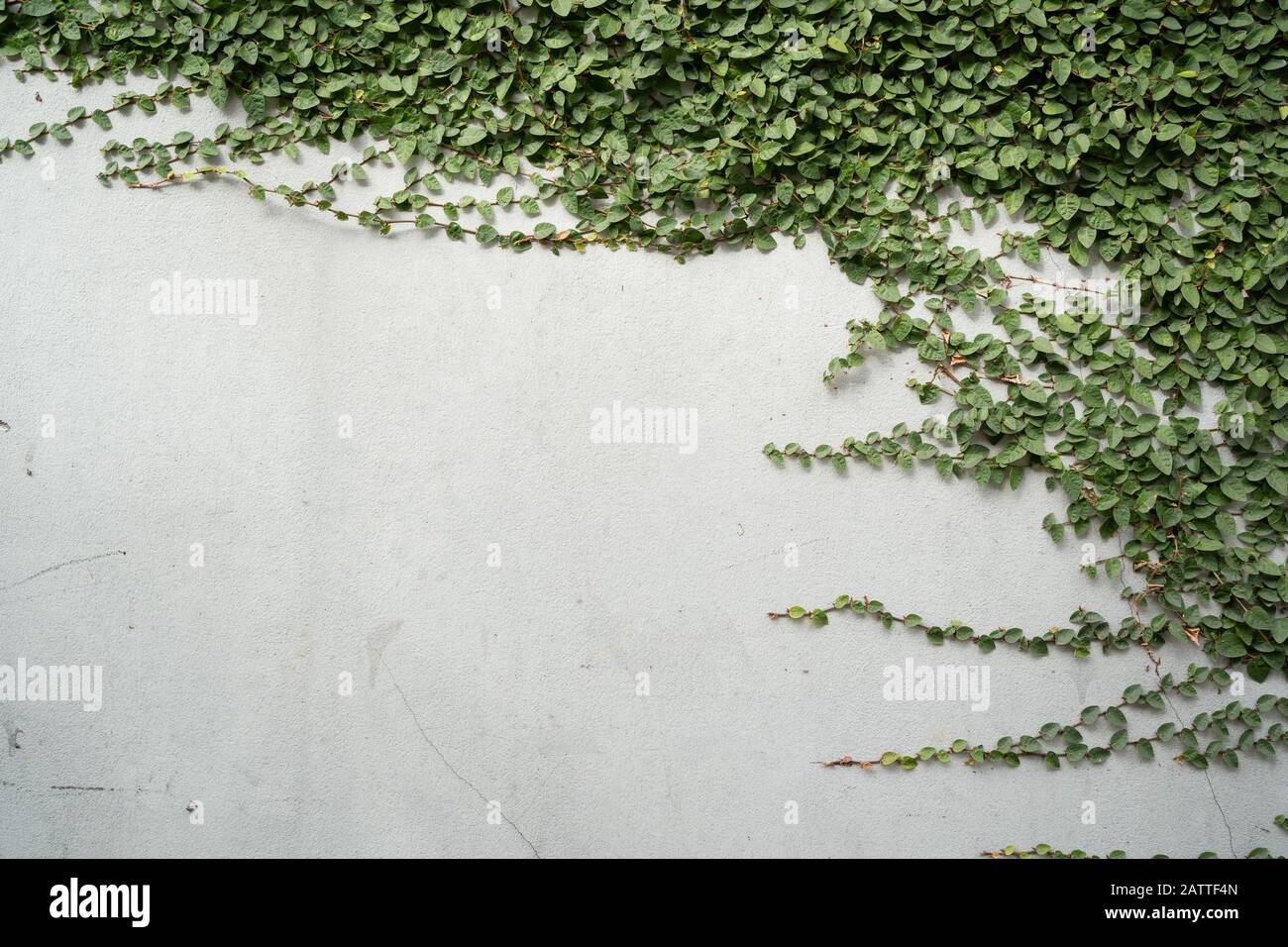 Coat buttons on wall with copy space Stock Photo