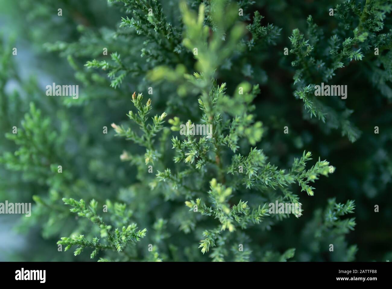 Close up shot of Pine tree branches Stock Photo