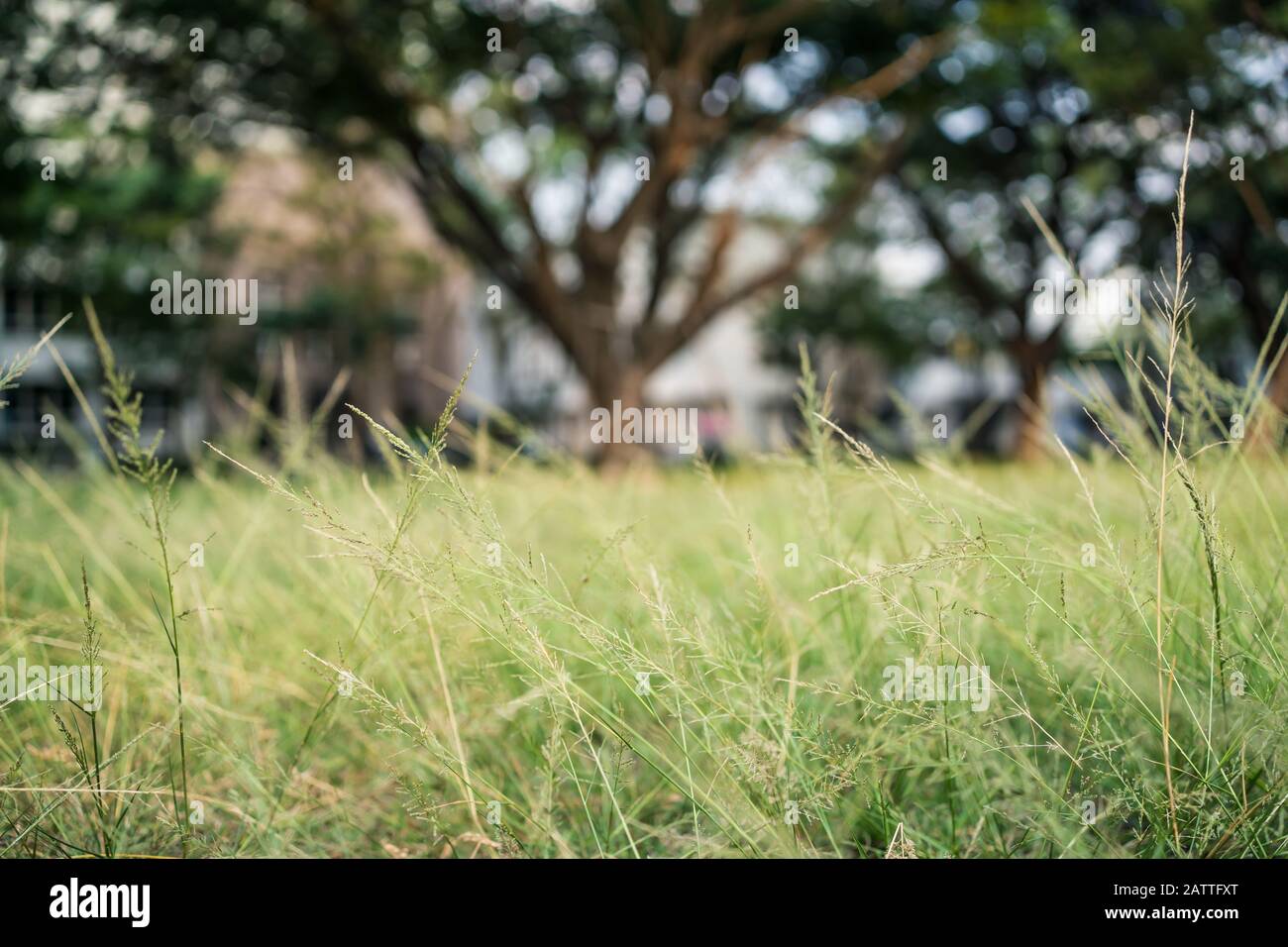 Tree leaf grass hi-res stock photography and images - Alamy