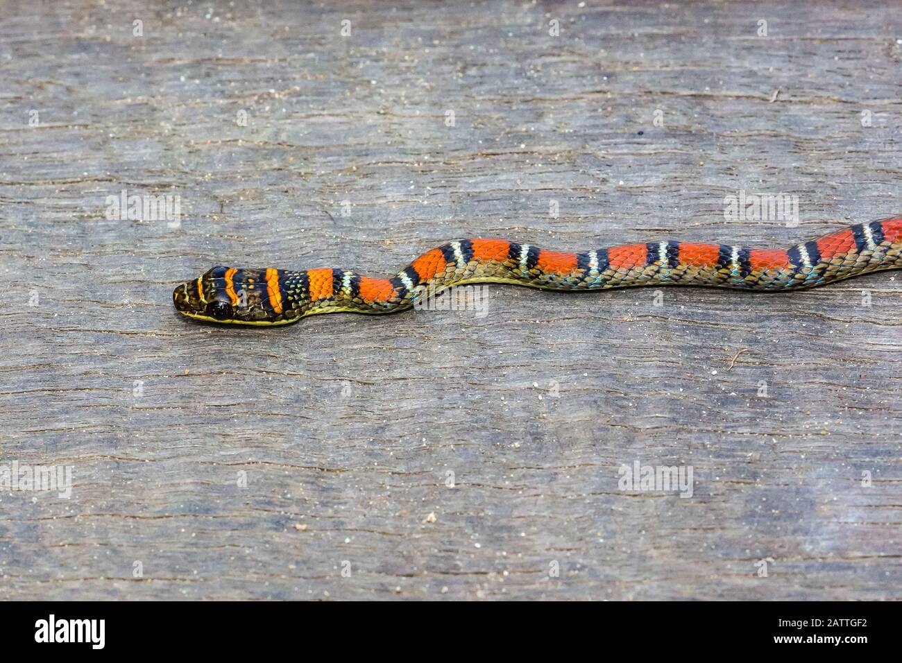 banded flying snake, or twin-barred tree snake, Chrysopelea pelias, adult, Bako National Park, Sarawak, Borneo, Malaysia Stock Photo