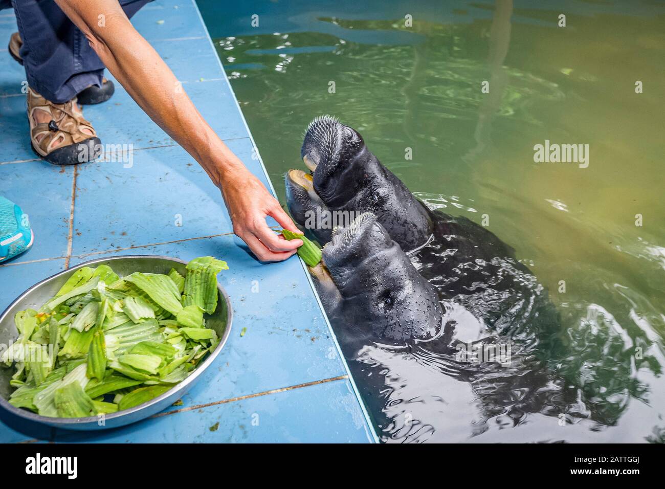 Captive manatee hi-res stock photography and images - Alamy