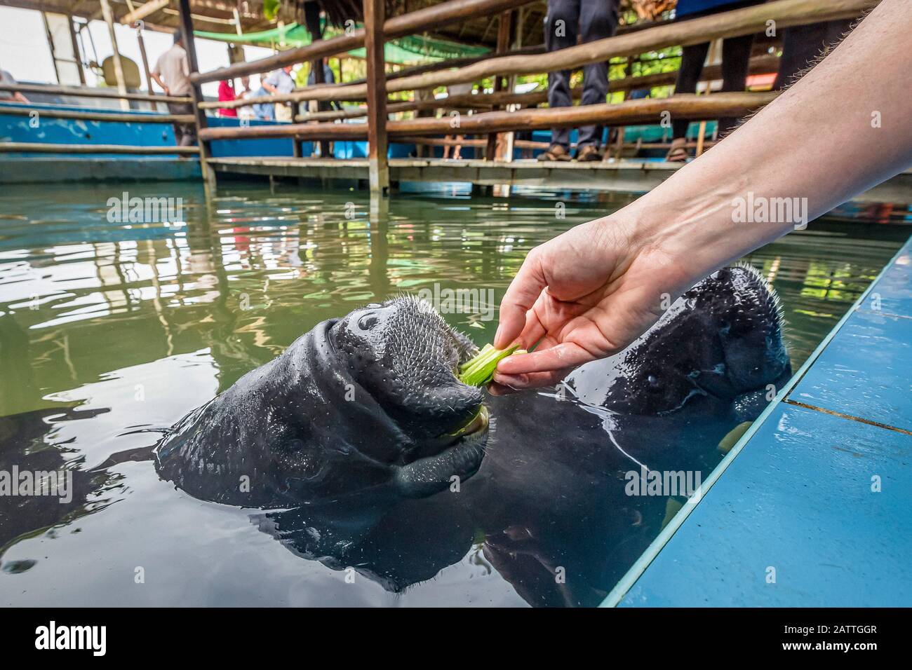 Captive Amazonian manatee, Trichechus inunguis, being fed at the