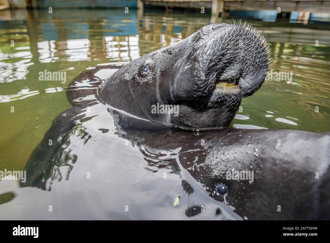 Captive Amazonian manatee, Trichechus inunguis, head detail at the Manatee Rescue Center, Iquitos, Loreto, Peru Stock Photo
