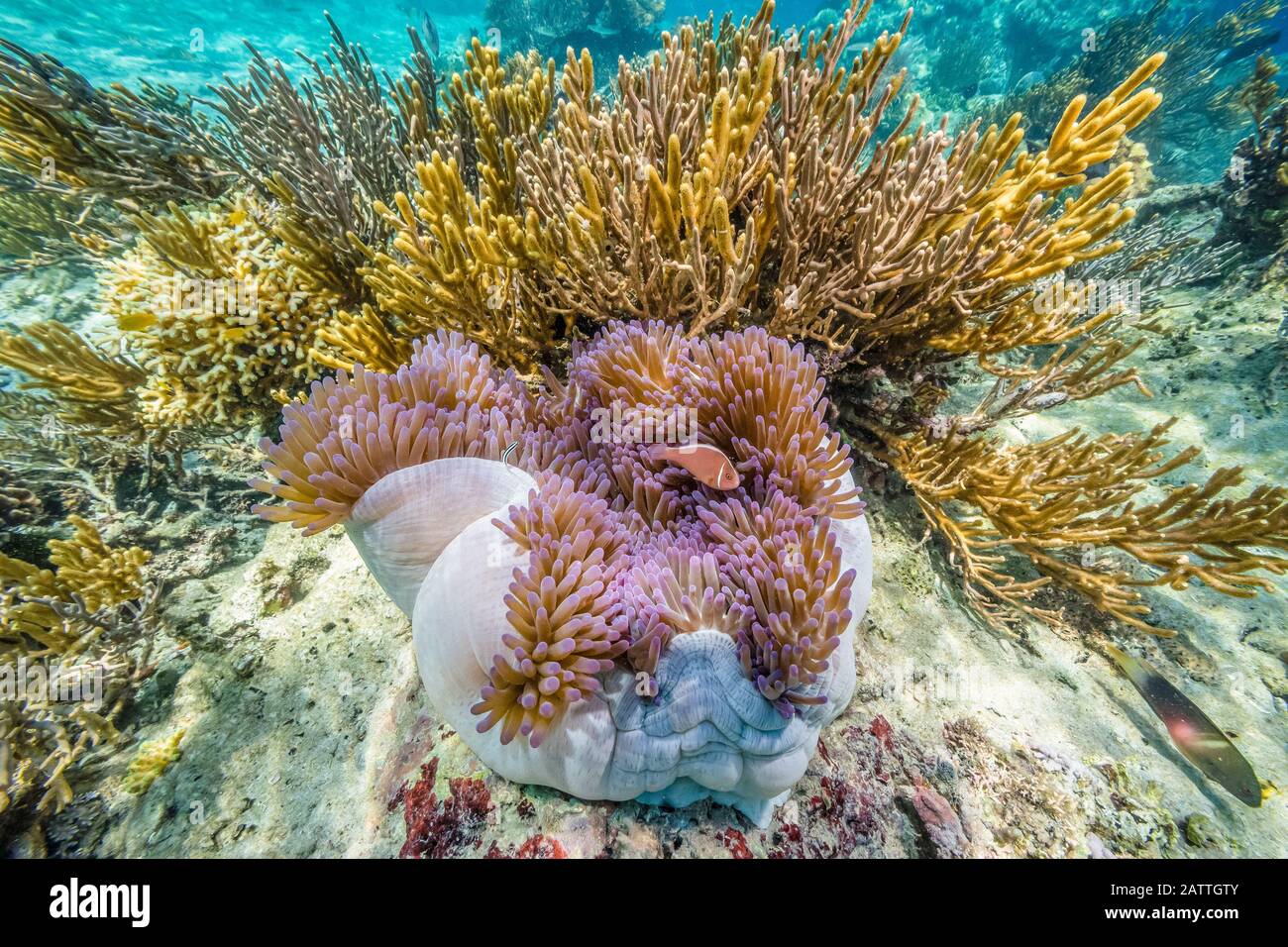 Pink anemonefish, Amphiprion perideraion, Sebayur Island, Komodo National Park, Indonesia Stock Photo