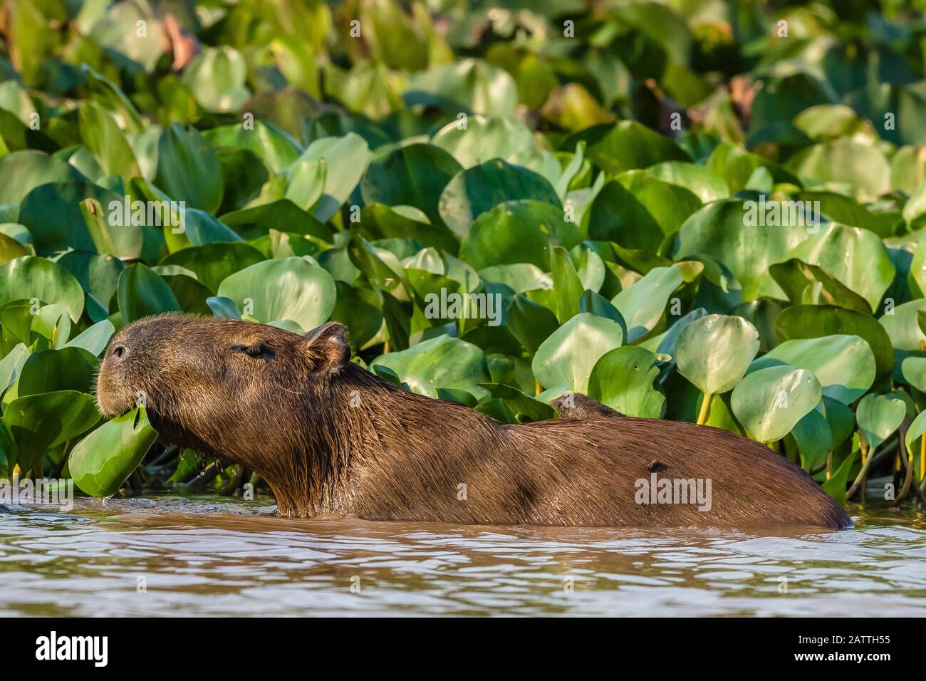 Adult capybara, Hydrochoerus hydrochaeris, with young, Porto Jofre, Mato Grosso, Pantanal, Brazil. Stock Photo